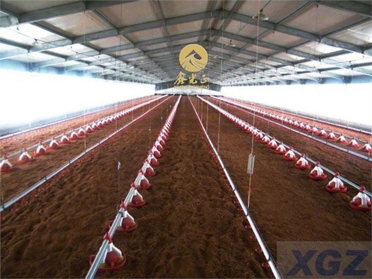 steel layer chicken house